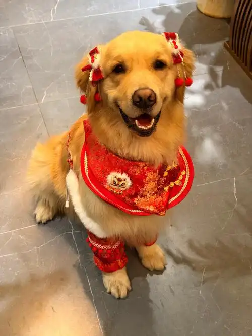 代遛大型犬半小时